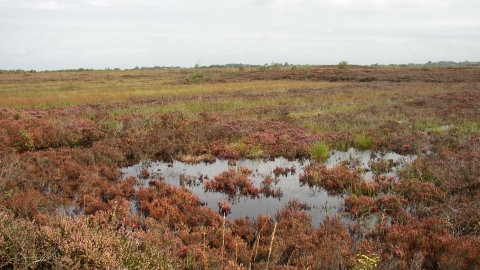 Outlet Bog